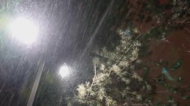 Gece kış sokak lambası veya fener göstererek aşırı rüzgar bora ve düşen kar köknar ağacının altında.