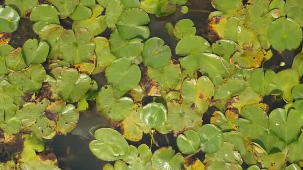 蓮の葉と湖 トップ空撮 緑のスイレンと熱帯の海域 鳥の目のビューの映像で蓮の花 — ストック動画