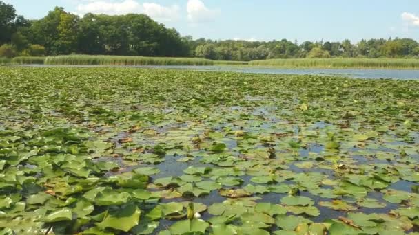 Lotus Levelek Virágok Légi Felülnézet Zöld Víz Liliomok Trópusi Vizekben — Stock videók