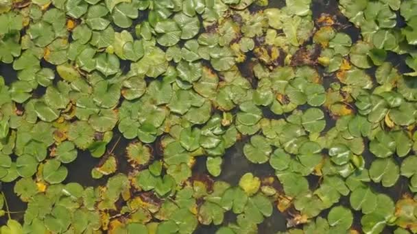 Lotus Listy Květy Jezero Letecký Pohled Shora Zelené Vodní Lilie — Stock video
