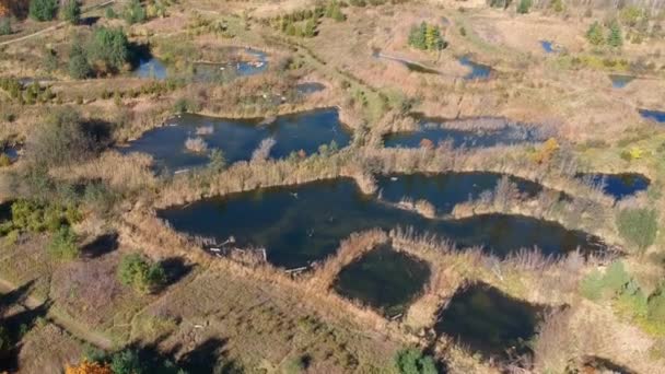 Petits Lacs Eau Forêt Verte Été Avec Divers Arbres Vue — Video