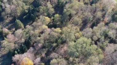 Renkli sonbahar ağaç ormandaki havadan görünümü. Drone kaydırma.