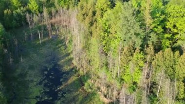 Hava kırsal manzara içinde güzel bir yeşil orman üzerinde uçan. Amerika.