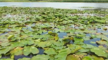 Güzel pembe lotus yeşil yaprakları alanı su üzerinde kaydırma havadan Görünümü Kapat.
