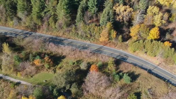 森の中で空のアスファルト道路の平面図です 非常に明るく晴れた日でアメリカの秋シーズンの自然 — ストック動画