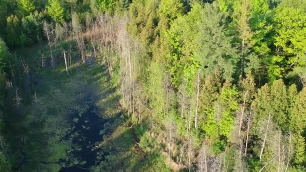 Voar Aéreo Sobre Uma Bela Floresta Verde Uma Paisagem Rural — Vídeo de Stock