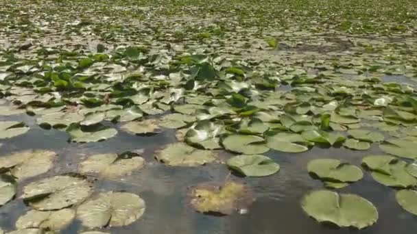 Chiudi Vista Aerea Panning Bella Rosa Campo Foglie Loto Verde — Video Stock