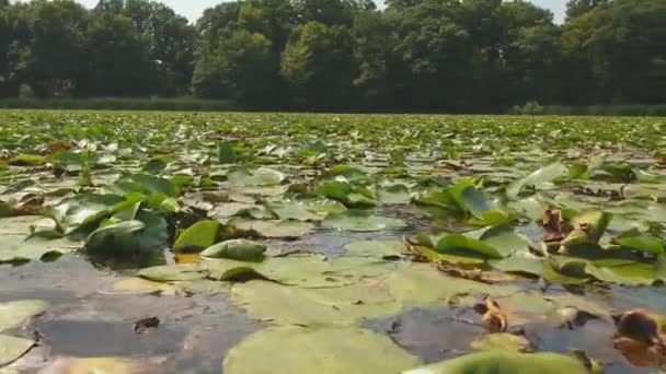 Schließen Luftbild Schwenk Über Schöne Rosa Lotusgrün Blätter Feld Wasser — Stockvideo