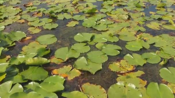 Cerrar Vista Aérea Panorámica Sobre Hermosas Hojas Verdes Loto Rosa — Vídeos de Stock