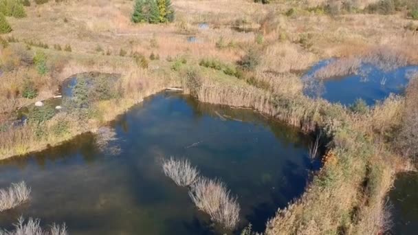 Hava Dron Görüntüleri Görünümü Sonbahar Ormanlar Bataklık Çayırlar Güneşli Sabah — Stok video