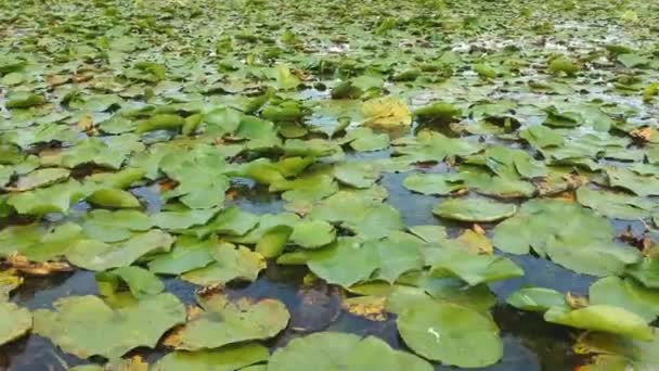 Cerrar Vista Aérea Panorámica Sobre Hermosas Hojas Verdes Loto Rosa — Vídeos de Stock