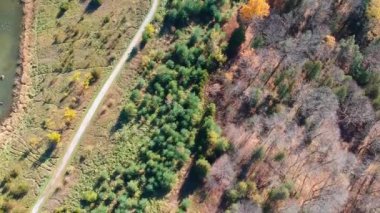 Sonbahar güneşli hava uçan çarpıcı renkli ağaçlar yukarıda. Kahverengi ve sarı renkli güzel sonbahar ağaçlar. Sonbahar orman sonbahar yaprakları.