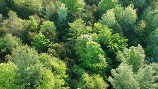 Aerial Flying Beautiful Green Forest Rural Landscape America — Stock Video