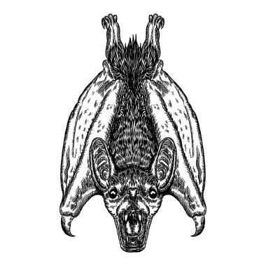 Baş aşağı çizim yarasa. Cadılar Bayramı için Gotik resimde canavarlar. Büyü sihir, dekoratif öğeler gizli öznitelikleri. Gece yaratıkları çizim. Uçan agresif vampir. Vektör.