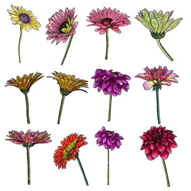 Çiçekler ayarlayın. Botanik Dahlias ve zinnia illüstrasyon yaz tasarım öğeleri. Siyah ve beyaz koleksiyonu elle çizilmiş çiçek ve otlar beyaz arka plan üzerinde izole et. Vektör.