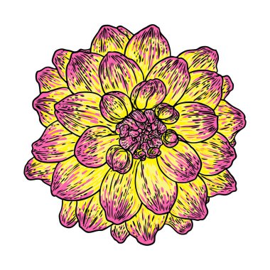 Dahlia çiçeği. Vintage illüstrasyon botanik siyah ve renkli mürekkep. Yaz tasarım öğeleri. Daisy, krizantem ve zinnia akraba türler içerir. Çiçek kafa. Vektör.