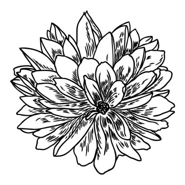 Dahlia çiçeği. Botanik siyah beyaz mürekkep vintage illüstrasyon. Yaz tasarım öğeleri. Daisy, krizantem ve zinnia akraba türler içerir. Çiçek kafa. Vektör.