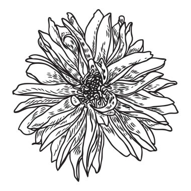 Çizim, dahlia veya zinnia çiçeği kroki, beyaz arka planda siyah çizgi resimler. Vektör.