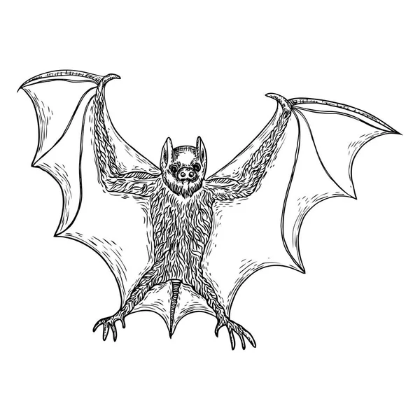 Chauve Souris Ailes Ouvertes Dessin Illustration Gothique Monstres Pour Halloween — Image vectorielle