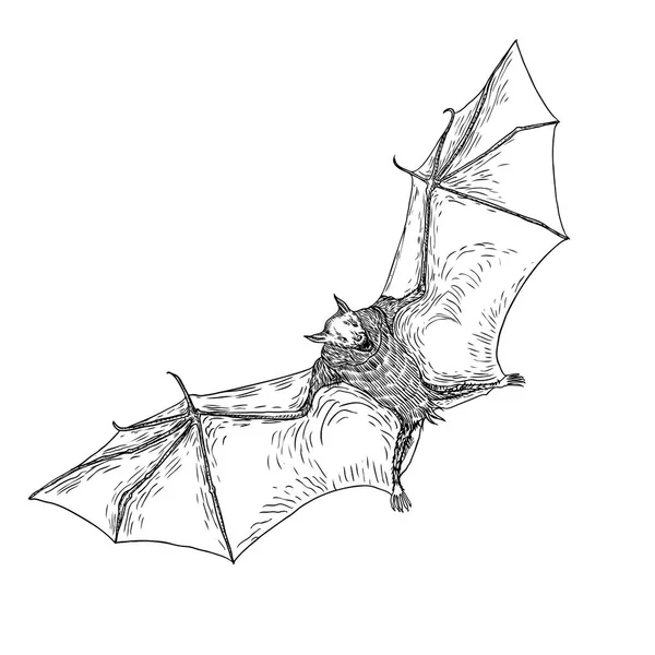 Vleermuis Met Open Vleugels Tekening Gotische Illustratie Van Monsters Voor — Stockvector