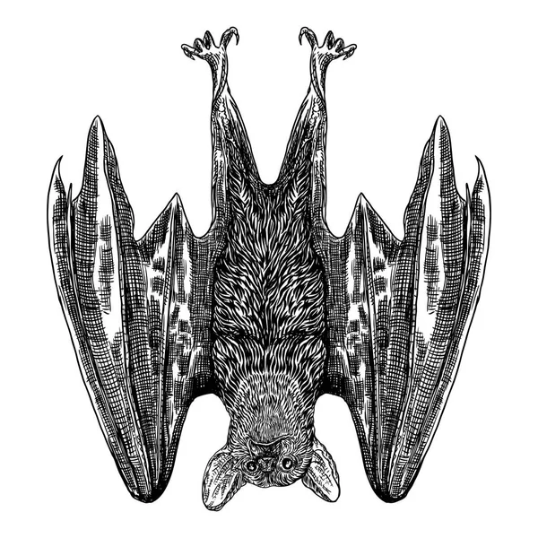 バットを逆さまに描画します ハロウィンのモンスターのゴシック様式例 魔法魔法オカルト属性 装飾的な要素です 夜の生き物の図面 積極的な吸血鬼を飛んでいます ベクトル — ストックベクタ