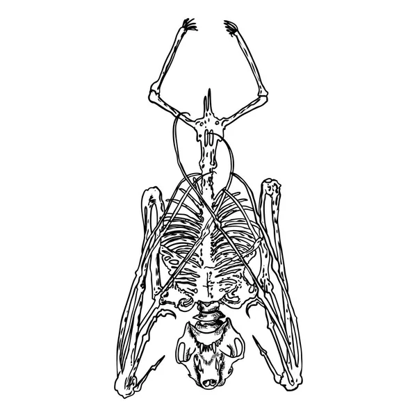 Bat Skeleton Drawing Gothic Illustration Aggressive Monsters Bones Halloween Witchcraft — Stock Vector