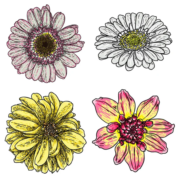 Ensemble Fleurs Dahlias Botaniques Zinnia Illustration Éléments Conception Été Collection — Image vectorielle