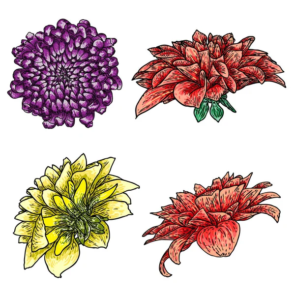 Handgezeichnete Chrysanthemen Und Dahlienblüten Vereinzelt Auf Weißem Hintergrund Farbabbildung Skizzenstichstil — Stockvektor