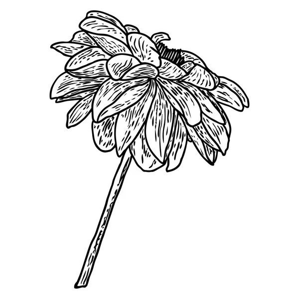 大丽花花 植物黑色和白色墨水复古插图 夏季设计元素 相关物种包括菊花 菊花和百日草 — 图库矢量图片