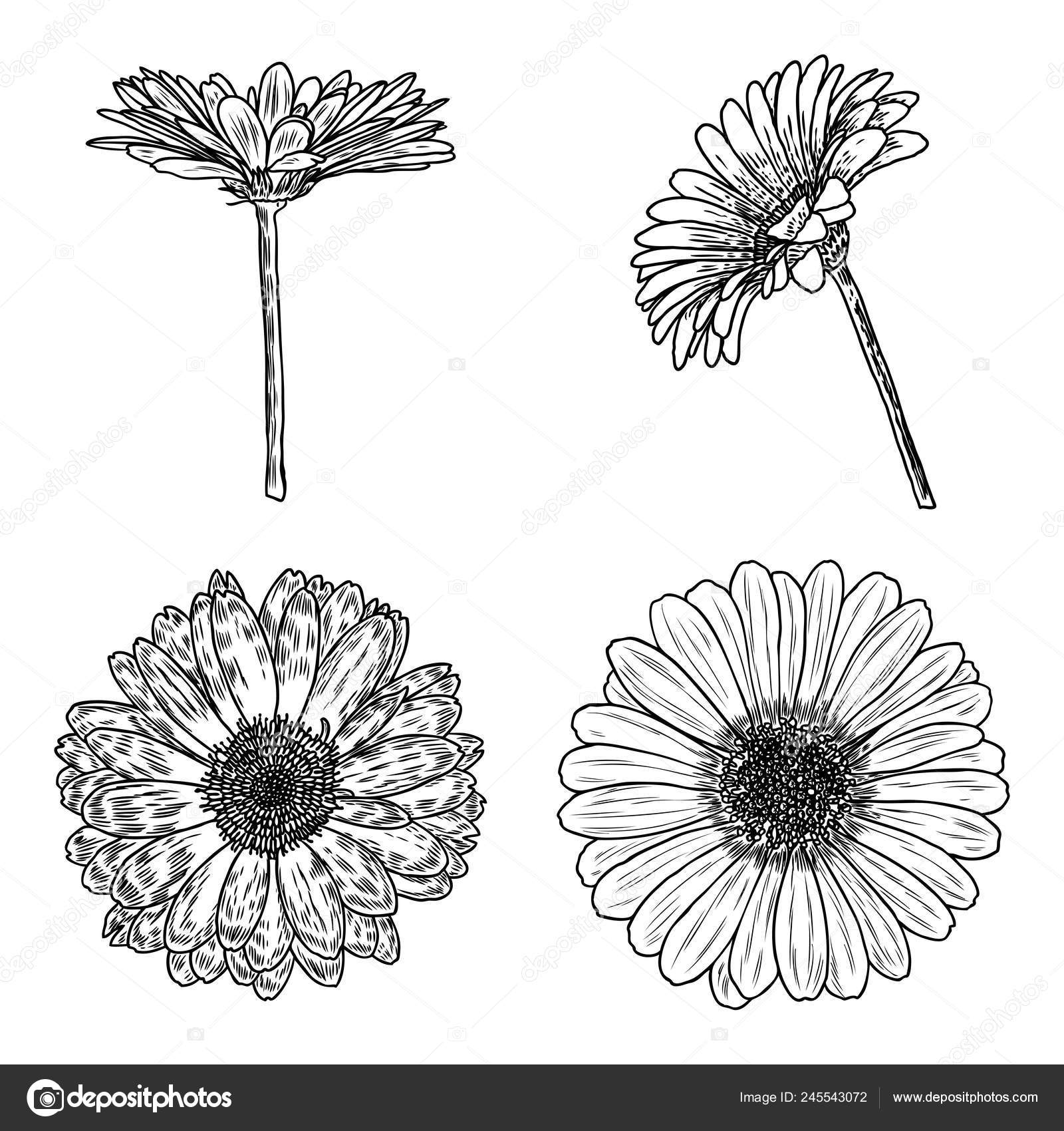 Schizzo Collezione Botanica Floreale Della Margherita