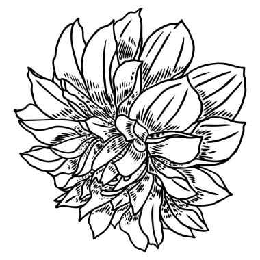 Dahlia çiçeği. Botanik siyah beyaz mürekkep vintage illüstrasyon. Yaz tasarım öğeleri. Daisy, krizantem ve zinnia akraba türler içerir. Çiçek kafa. Vektör.