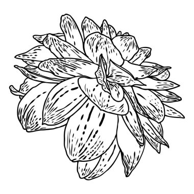 Çizim, dahlia veya zinnia çiçeği kroki, beyaz arka planda siyah çizgi resimler. Vektör.