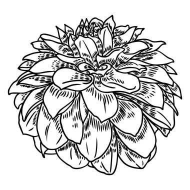 Dahlia. Botanik illüstrasyon. Siyah ve beyaz tasarım öğeleri. Çiçek başı düğün dekorasyon, Sevgililer günü, anneler günü, satış ve diğer olaylar için. Vektör.
