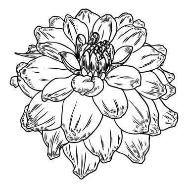 Dahlia çiçeği. Botanik siyah beyaz mürekkep vintage illüstrasyon. Yaz tasarım öğeleri. Daisy, krizantem ve zinnia akraba türler içerir. Çiçek kafa. Vektör.