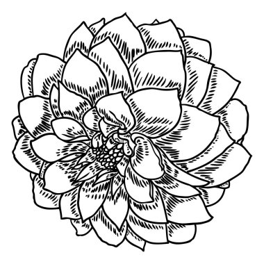 Dahlia. Botanik illüstrasyon. Siyah ve beyaz tasarım öğeleri. Çiçek başı düğün dekorasyon, Sevgililer günü, anneler günü, satış ve diğer olaylar için. Vektör.