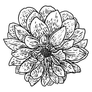 Dahlia çiçeği, papatya, krizantem ve zinnia akraba türler içerir. Mürekkep çiçek sanat. Çiçek başı düğün dekorasyon, Sevgililer günü, anneler günü, satış ve diğer olaylar için. Vektör.