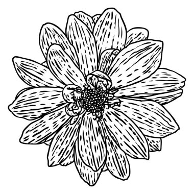 Dahlia çiçeği, papatya, krizantem ve zinnia akraba türler içerir. Mürekkep çiçek sanat. Çiçek başı düğün dekorasyon, Sevgililer günü, anneler günü, satış ve diğer olaylar için. Vektör.