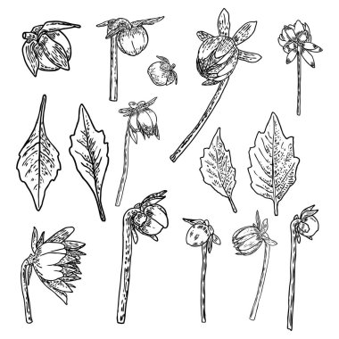 Fern, yaprakları ve yarı açık tomurcukları Daisy, Yıldızçiçekleri, Zinnia ve Gerbera çiçek kümesi. Çizilmiş botanik otlar, yerli el ve kır çiçekleri çiçek kroki. Vektör.