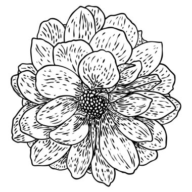 Dahlia çiçeği, papatya, krizantem ve zinnia akraba türler içerir. Mürekkep çiçek sanat. Çiçek başı düğün dekorasyon, Sevgililer günü, anneler günü, satış ve diğer olaylar için. Vektör.