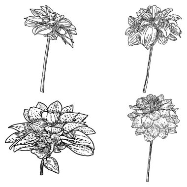 Çiçekler ayarlayın. Botanik Dahlias ve zinnia illüstrasyon yaz tasarım öğeleri. Siyah ve beyaz koleksiyonu elle çizilmiş çiçek ve otlar beyaz arka plan üzerinde izole et. Vektör.