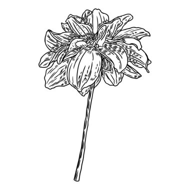 Dahlia çiçeği. Botanik siyah beyaz mürekkep vintage illüstrasyon. Yaz tasarım öğeleri. Daisy, krizantem ve zinnia akraba türler içerir. Çiçek kafa. Vektör.