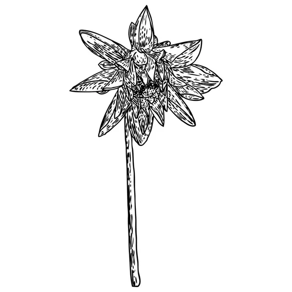 Квітка Жоржин Споріднених Порід Включають Ромашка Хризантема Ціннія Чорнила Сліду — стоковий вектор