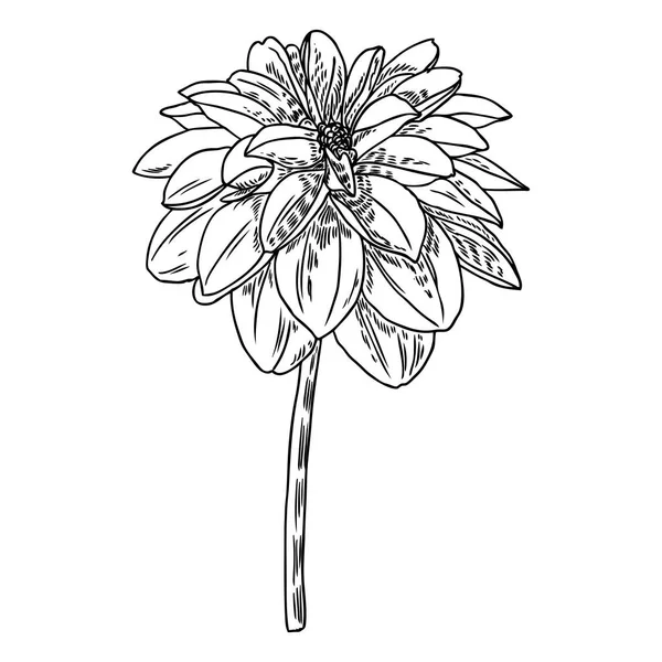 Dahlia Illustrazione Botanica Elementi Design Bianco Nero Testa Floreale Decorazione — Vettoriale Stock