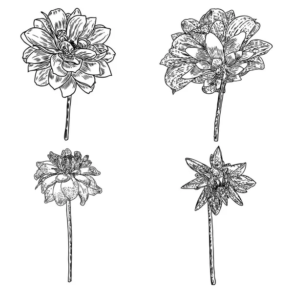 Ensemble Fleurs Dahlias Botaniques Zinnia Illustration Éléments Conception Été Collection — Image vectorielle