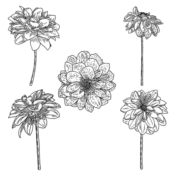 Dahlias Prêt Illustration Botanique Encre Vintage Collection Fleurs Dessinées Main — Image vectorielle