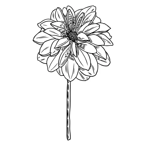 Dahlia Illustrazione Botanica Elementi Design Bianco Nero Testa Floreale Decorazione — Vettoriale Stock