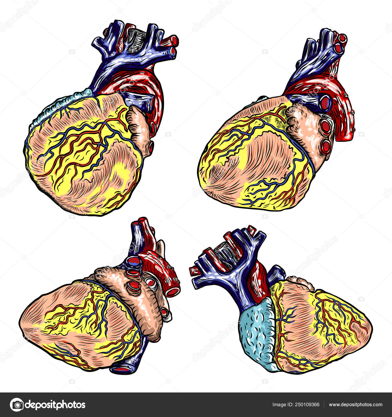 Set Of Realistic Human Heart Vintage Style Hand Drawing Cartoo