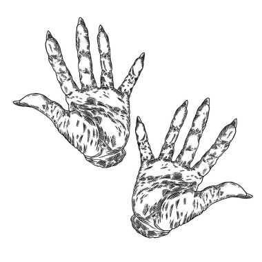 Korkunç zombi canavar eller, elle çizilmiş. Beyaz backgr izole