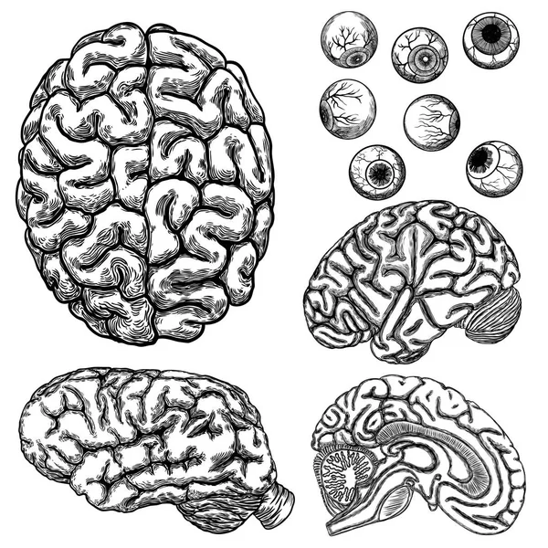 Gravura cerebral humana monocromática. Parte superior, lateral e cortado dentro la —  Vetores de Stock