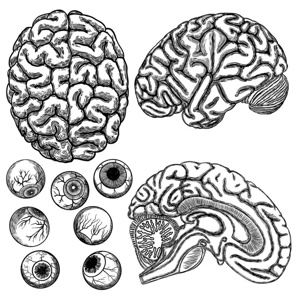 Hemisfério cerebral humano e globo ocular ou olhos postos. Ilustração de — Vetor de Stock